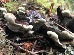 Phaeolus schweinitzii