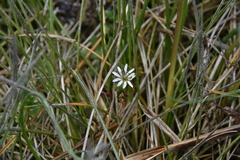 Stellaria humifusa