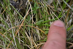 Stellaria humifusa