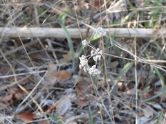 Torilis arvensis
