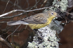 Setophaga kirtlandii