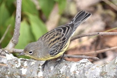 Setophaga kirtlandii