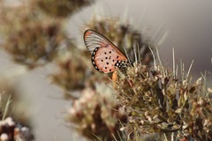 Acraea neobule