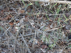 Torilis arvensis