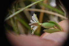 Stellaria humifusa