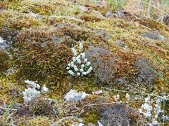 Cladonia rangiformis
