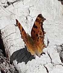 Polygonia gracilis