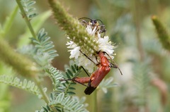 Chauliognathus lecontei