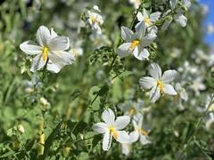 Malva subovata