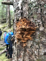 Pycnoporellus fulgens