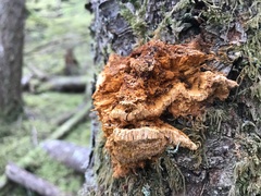 Pycnoporellus fulgens