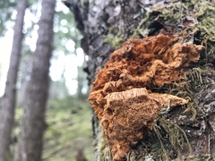 Pycnoporellus fulgens