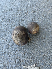 Andricus quercuscalifornicus