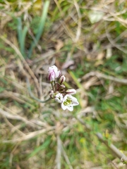 Nothoscordum gracile