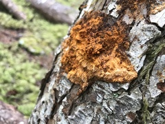 Pycnoporellus fulgens