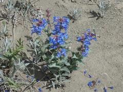 Penstemon nitidus