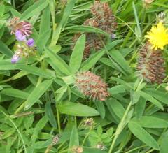 Trifolium rubens