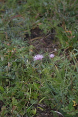 Cirsium wheeleri