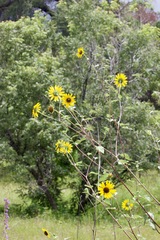 Helianthus petiolaris