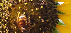 Dianthidium