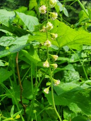 Tellima grandiflora