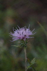 Cirsium wheeleri