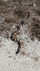 Lampropeltis californiae