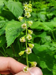 Tellima grandiflora