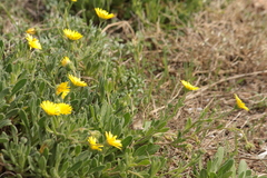 Calendula suffruticosa