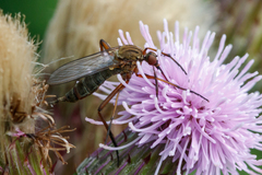 Empis livida