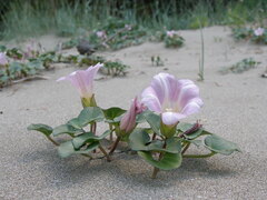 Calystegia soldanella