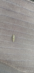 Coccinellidae