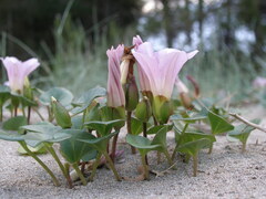 Calystegia soldanella