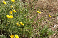 Calendula suffruticosa
