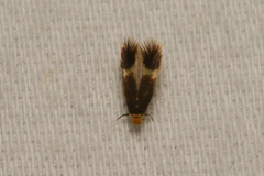 Nepticulidae