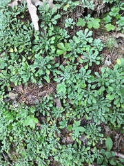 Antennaria virginica