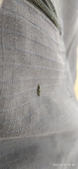 Coccinellidae
