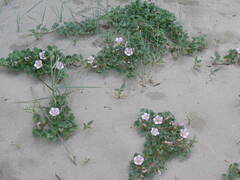 Calystegia soldanella