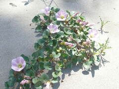 Calystegia soldanella