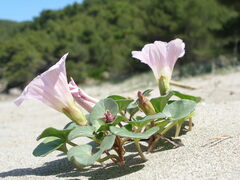 Calystegia soldanella