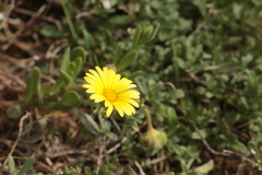 Calendula suffruticosa