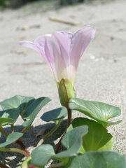Calystegia soldanella