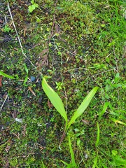 Anticlea occidentalis