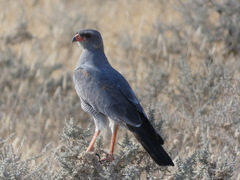 Melierax canorus argentior