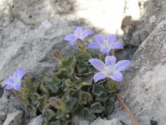 Campanula cremnophila