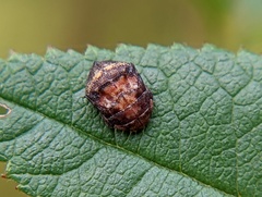 Penthimia americana