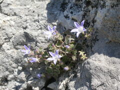 Campanula cremnophila