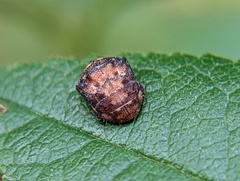 Penthimia americana