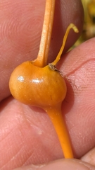 Smicronyx sculpticollis