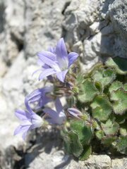 Campanula cremnophila